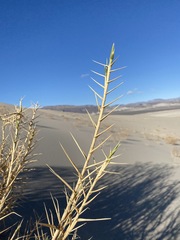 Swallenia alexandrae