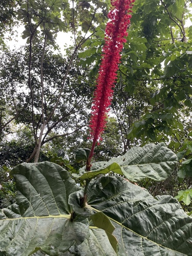 Coccoloba rugosa, photograph 2