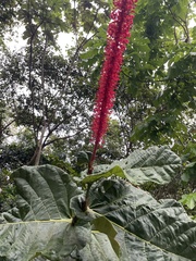 Coccoloba rugosa, photograph (c) Cricket Raspet, some rights reserved (CC BY)