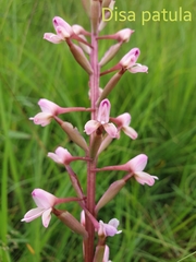 Disa patula