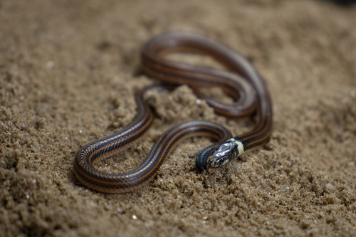 Apostolepis mariae