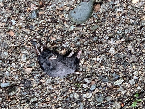 Coast Mole observed by malleable_rock