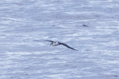 Tropical Shearwater (Puffinus bailloni), photo 2