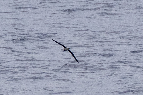 Tahiti Petrel (Pseudobulweria rostrata), photo 7