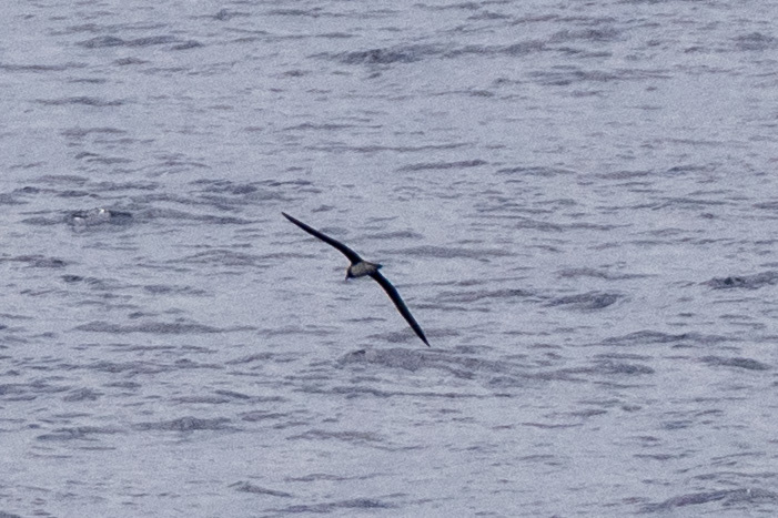 Tahiti Petrel (Pseudobulweria rostrata), photo 3