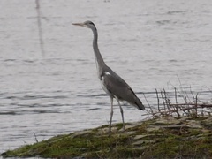 Ardea cinerea
