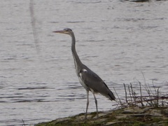 Ardea cinerea