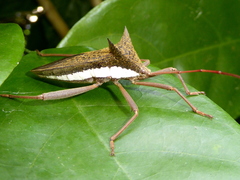 Aspilosterna albovittata