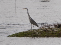 Ardea cinerea
