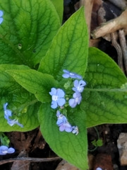 Brunnera