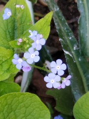 Brunnera