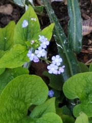 Brunnera