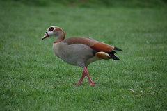 Alopochen aegyptiaca