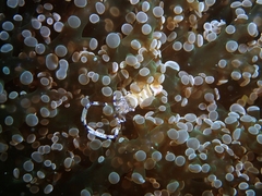 Ancylomenes venustus