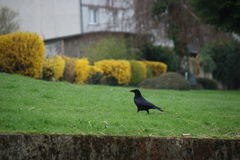 Corvus corone