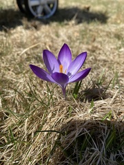 Crocus