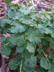 Chelidonium majus