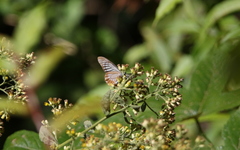 Papilio epycides