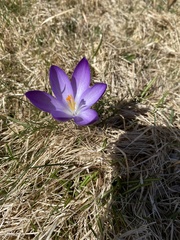 Crocus