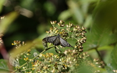 Papilio epycides
