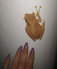 Polypedates cruciger