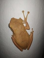 Polypedates cruciger