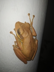 Polypedates cruciger