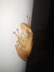 Polypedates cruciger