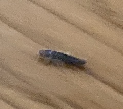 Ctenolepisma lineatum