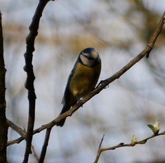 Cyanistes caeruleus