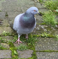 Columba livia domestica