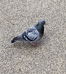 Columba livia domestica
