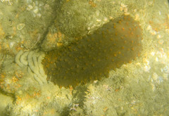 Isostichopus fuscus