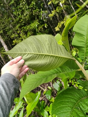 Aegiphila integrifolia, photograph 3