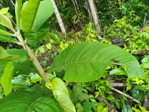 Aegiphila integrifolia, photograph 5