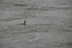 Phalacrocorax carbo