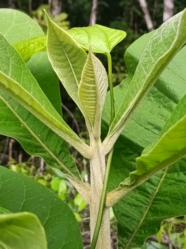 Aegiphila integrifolia, photograph 6