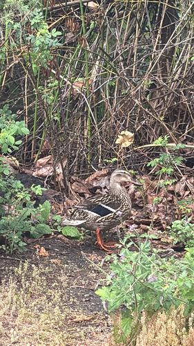iNaturalist observation photo of Mallard