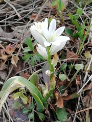 Ornithogalum concinnum