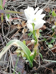 Ornithogalum concinnum