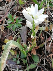 Ornithogalum concinnum