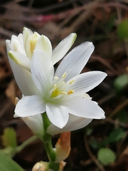 Ornithogalum concinnum