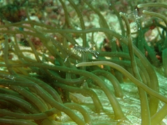 Ancylomenes holthuisi