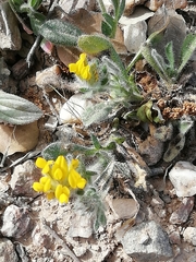 Anthyllis lotoides