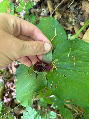 Trillium stamineum, photograph 6