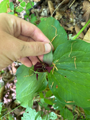 Trillium stamineum, photograph author not stated, no rights reserved