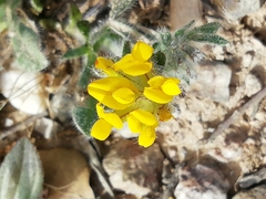 Anthyllis lotoides