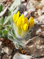 Anthyllis lotoides