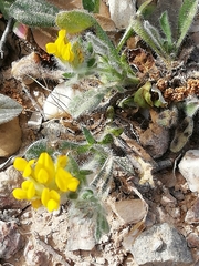 Anthyllis lotoides