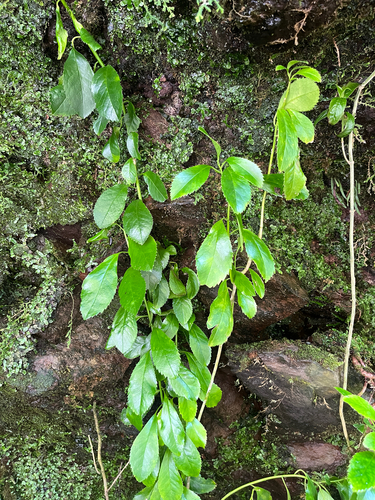 Ilex anomala observed 2026-04-14